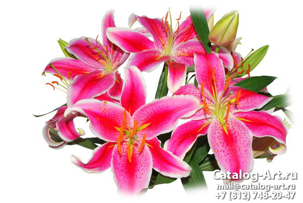 Pink lilies 34